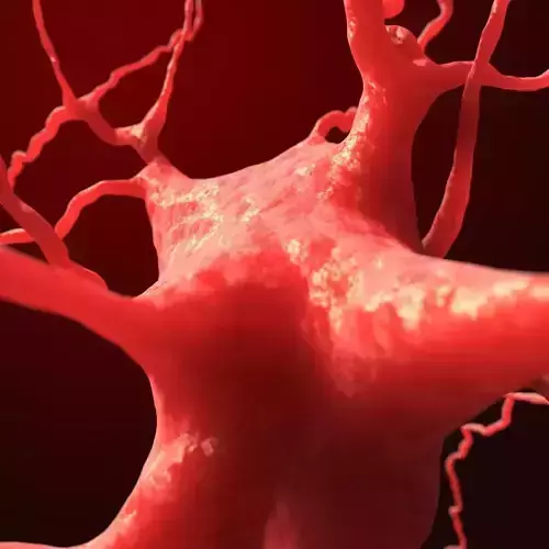Dendrite neuron nerve cell 3D model