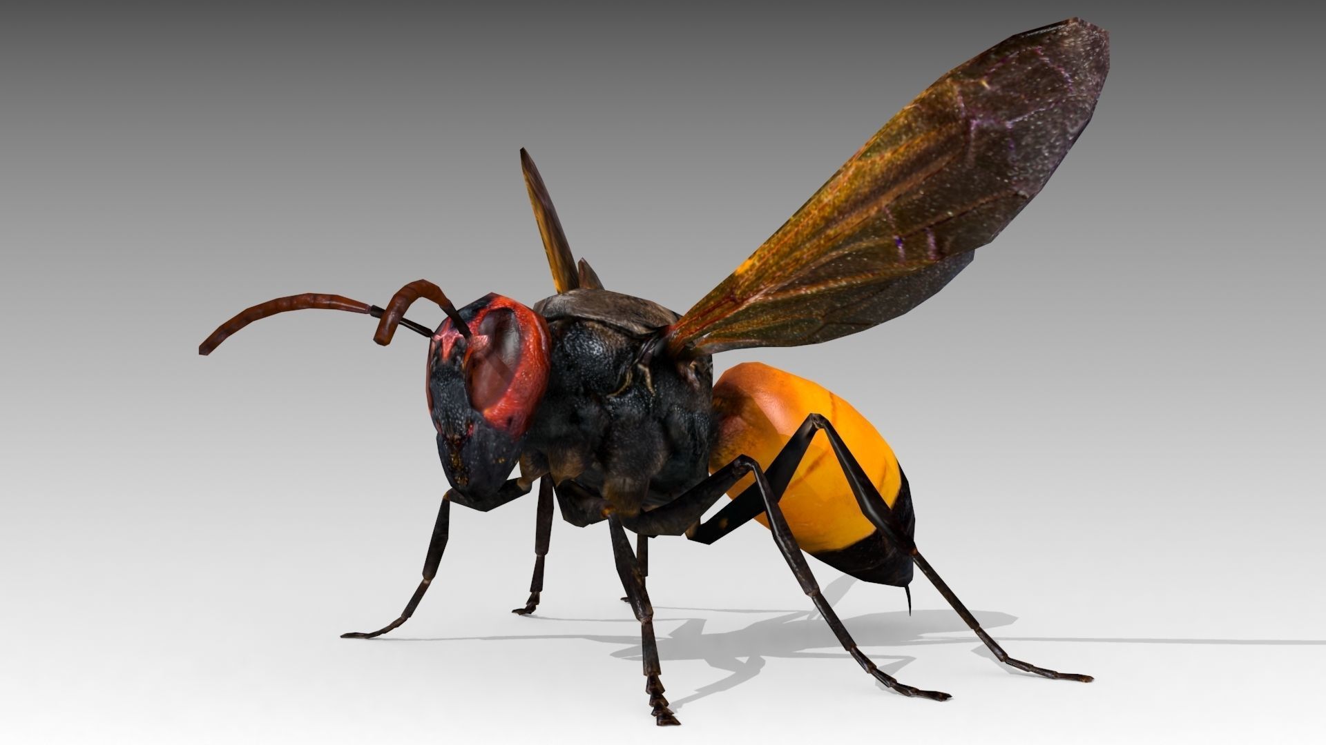 Hornet wasp Low-poly 3D model_6
