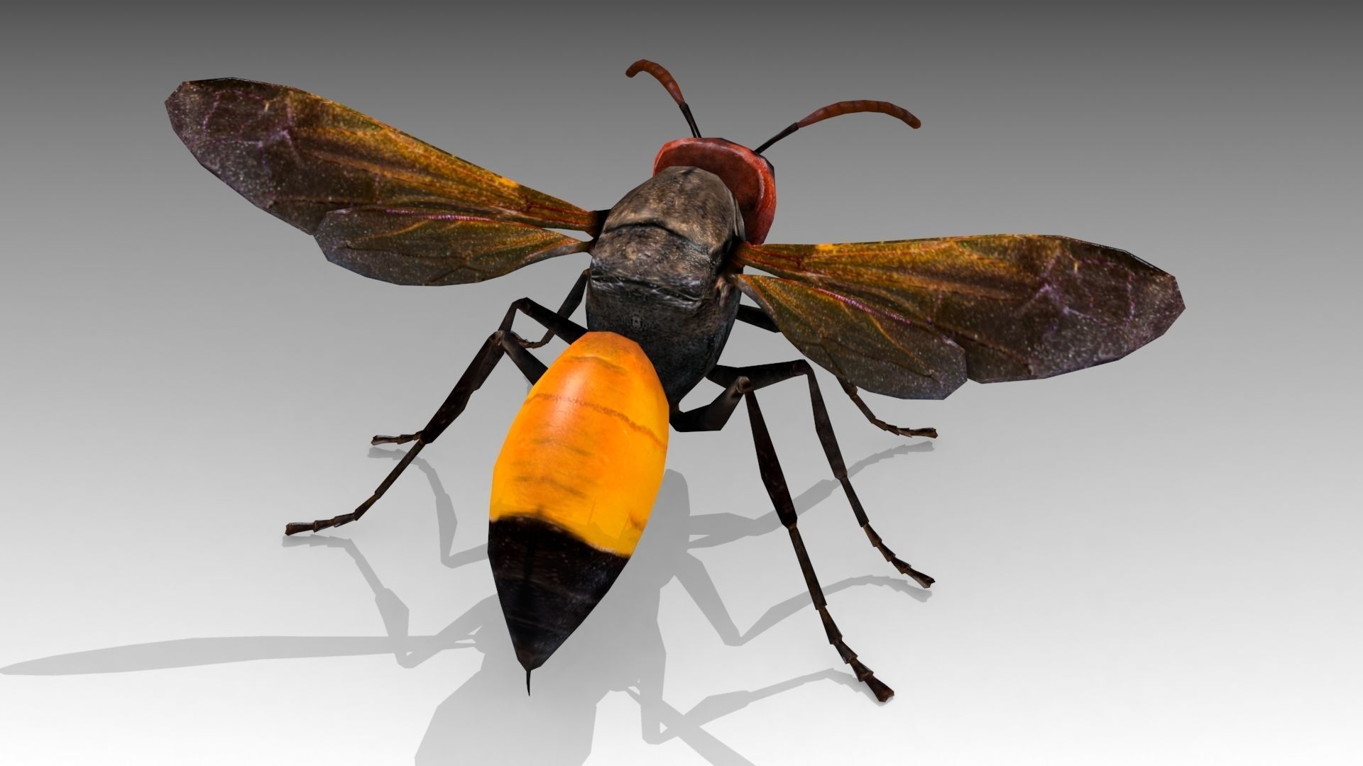 Hornet wasp Low-poly 3D model_5