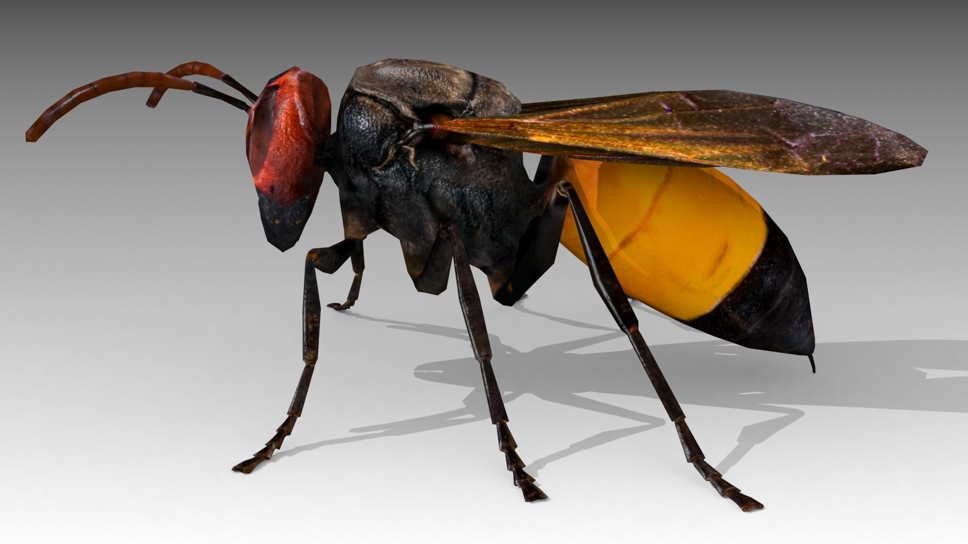 Hornet wasp Low-poly 3D model_2