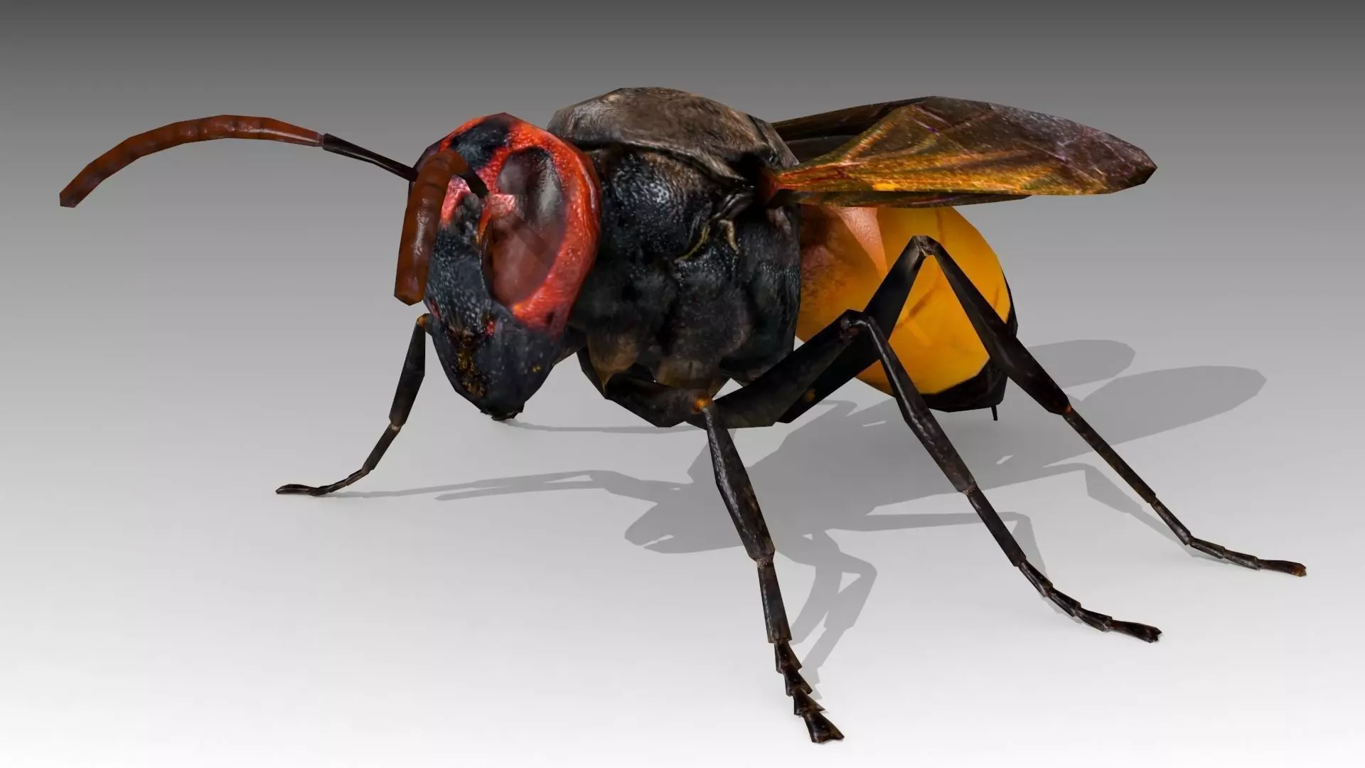 Hornet wasp Low-poly 3D model_0
