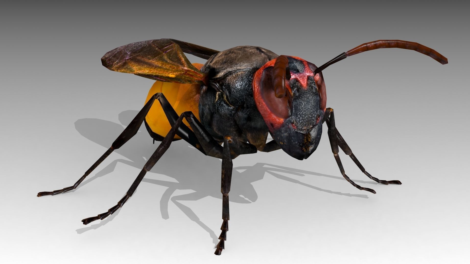 Hornet wasp Low-poly 3D model_4