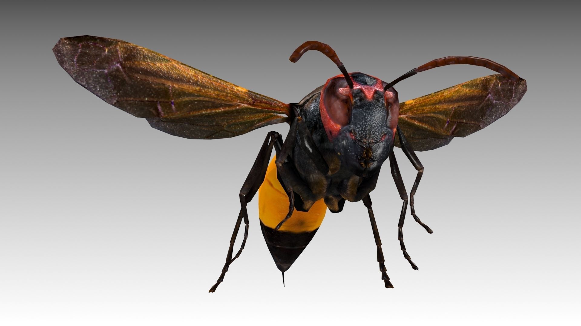Hornet wasp Low-poly 3D model_3