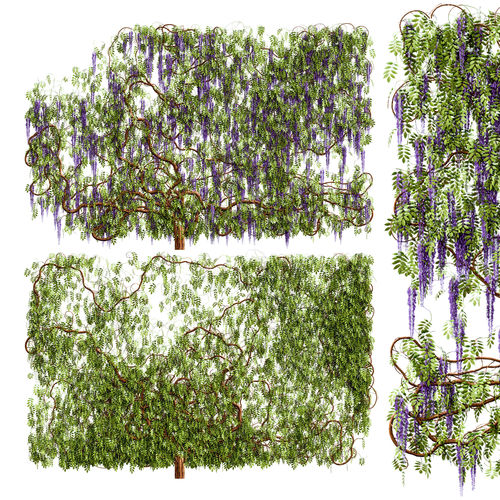 Wisteria plant Free 3D model