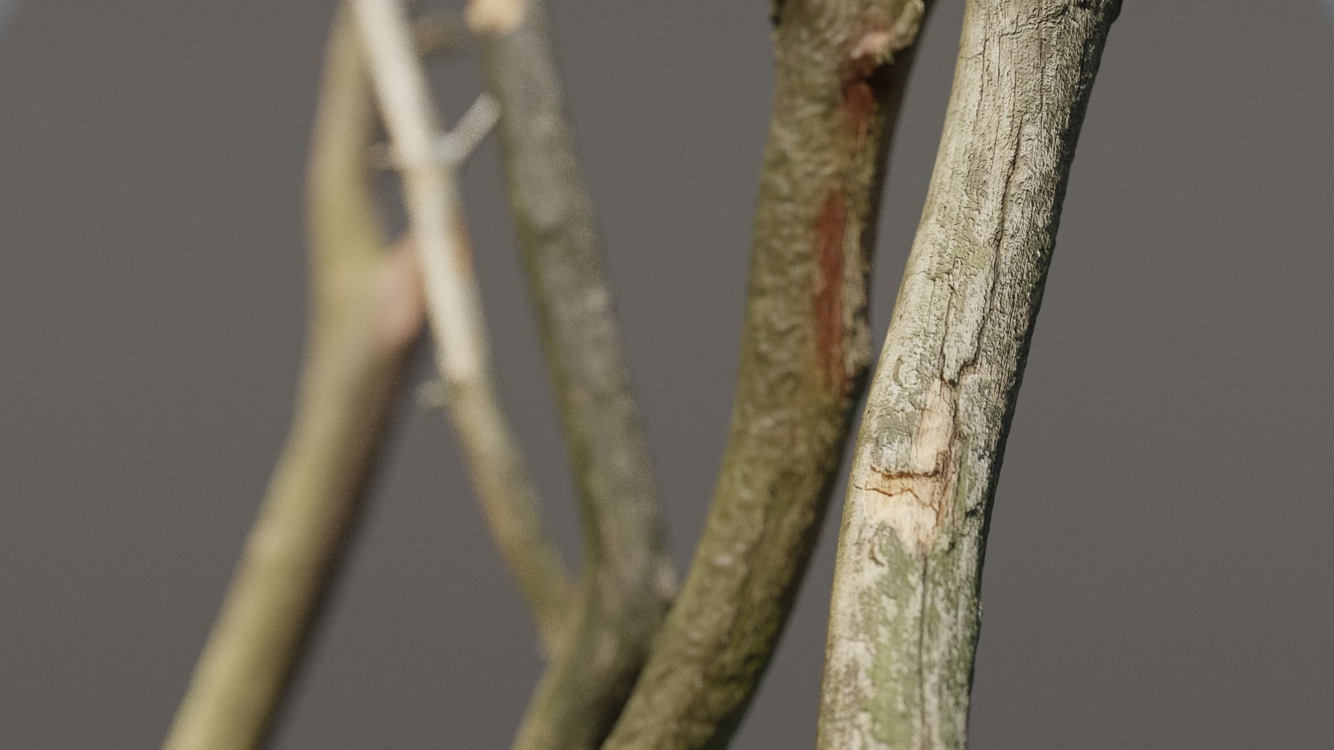 5 Sticks Pack 1 Photoscanned  Low-poly 3D model_2