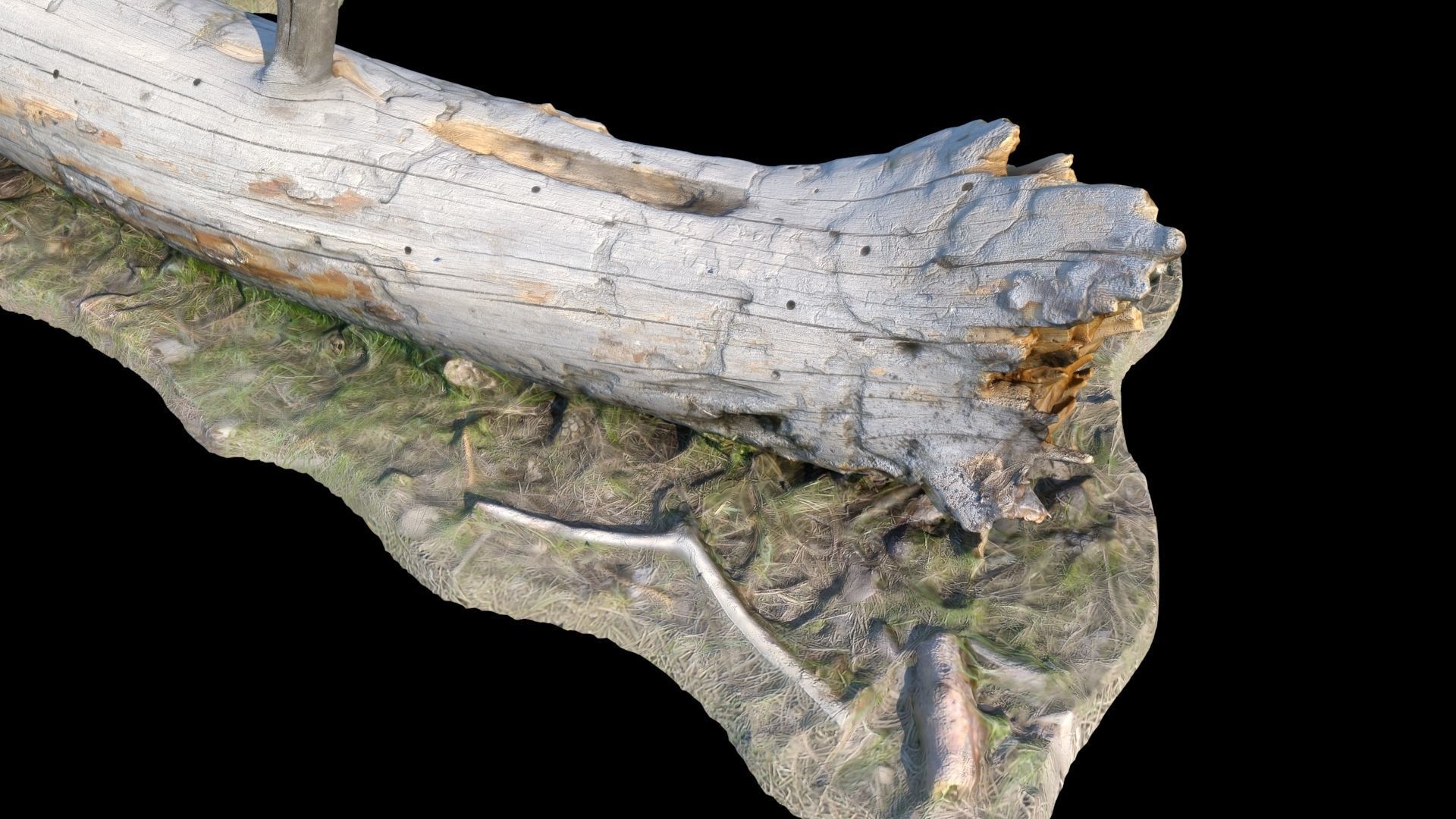  Old log 3D model_10