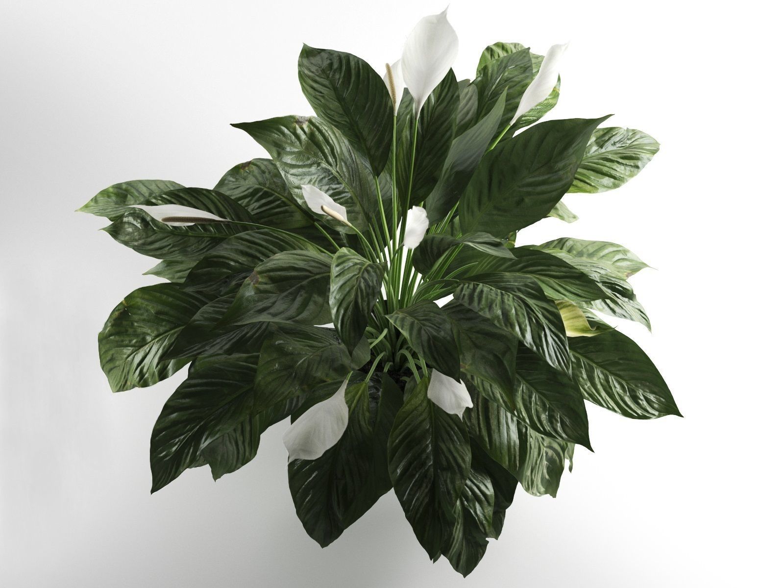 Peace Lily in Pot 2 3D model_1