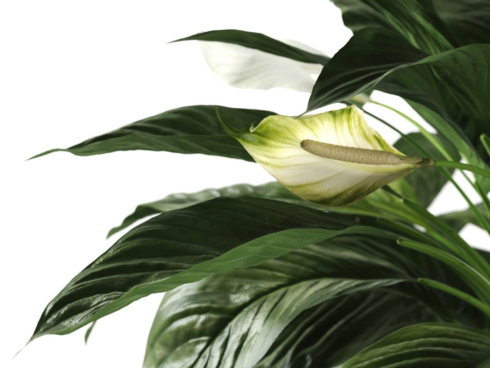 Peace Lily in Pot 2 3D model_2
