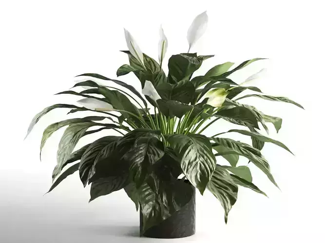 Peace Lily in Pot 2
