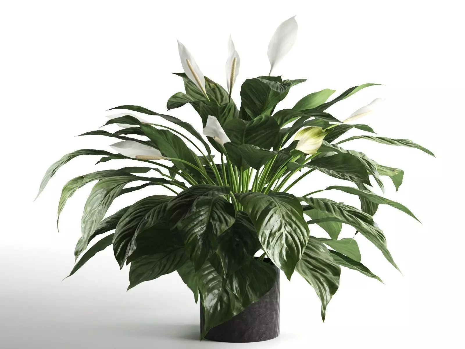 Peace Lily in Pot 2 3D model_0