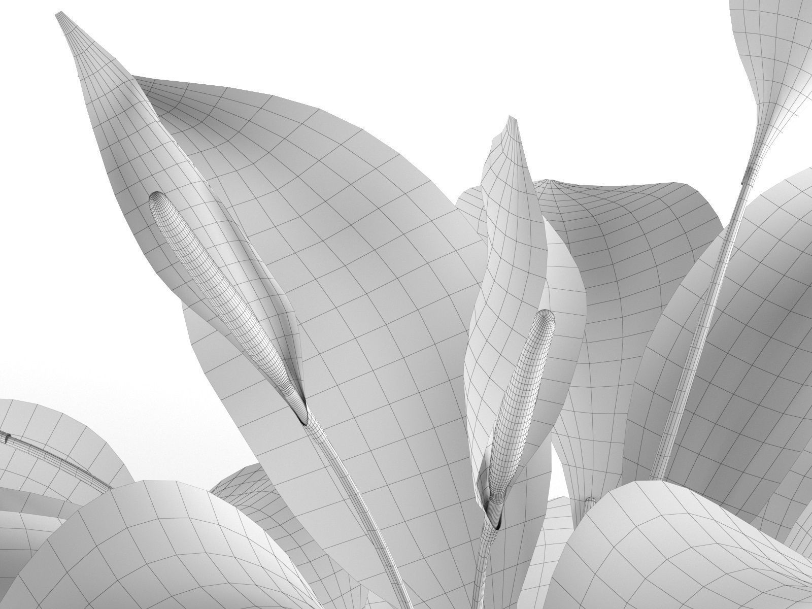 Peace Lily in Pot 2 3D model_4