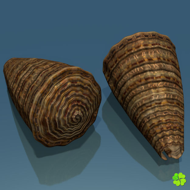 Conus shell low poly Low-poly 3D model_2