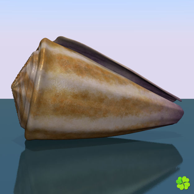 Conus shell low poly Low-poly 3D model_55