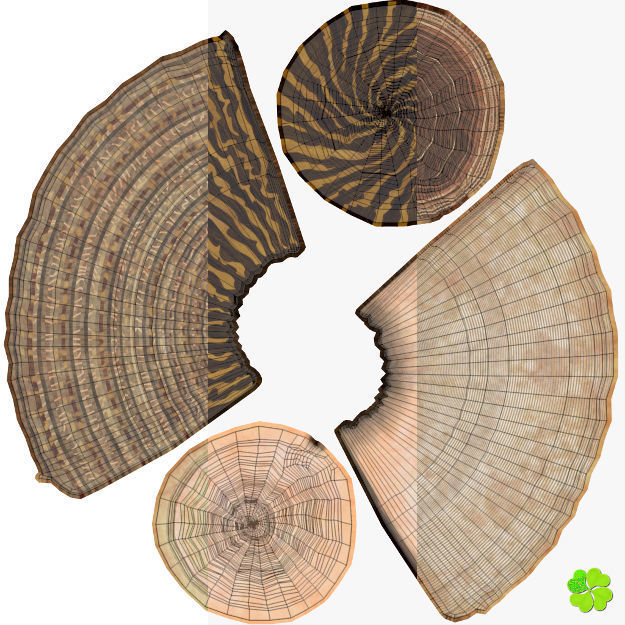 Conus shell low poly Low-poly 3D model_99