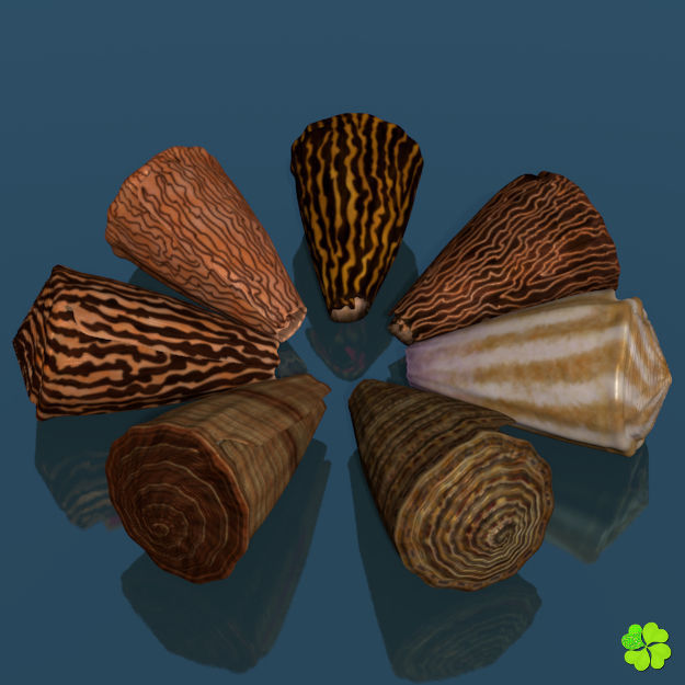 Conus shell low poly Low-poly 3D model_15