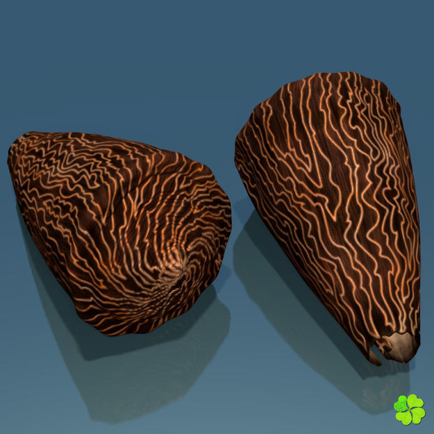 Conus shell low poly Low-poly 3D model_7