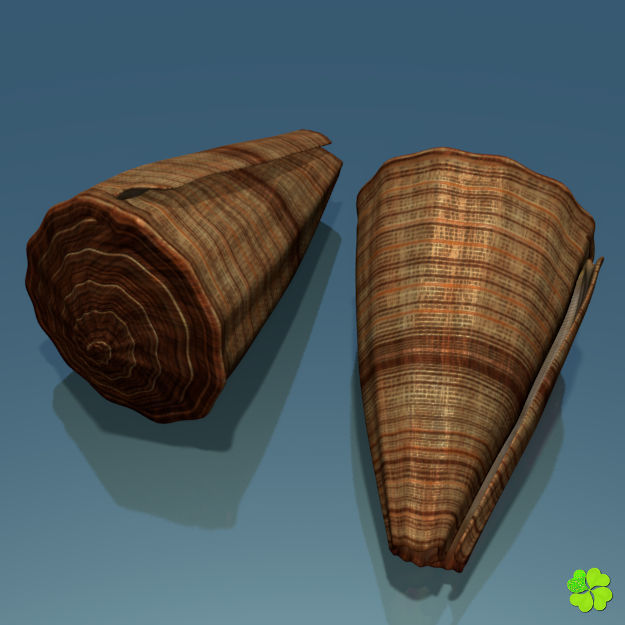 Conus shell low poly Low-poly 3D model_8
