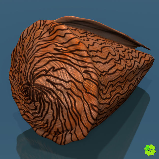 Conus shell low poly Low-poly 3D model_27