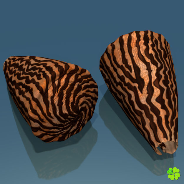 Conus shell low poly Low-poly 3D model_4
