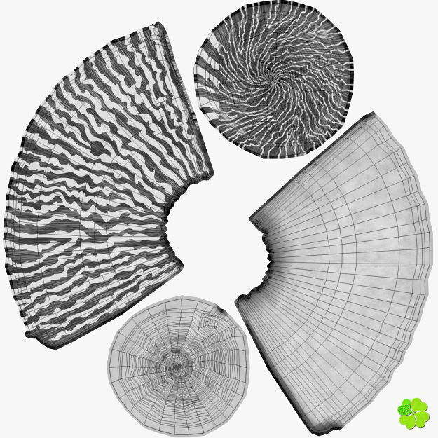 Conus shell low poly Low-poly 3D model_101