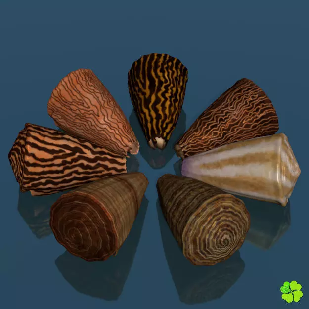 Conus shell low poly Low-poly 3D model_0