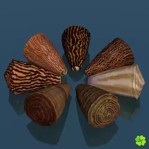 Conus shell low poly Low-poly 3D model