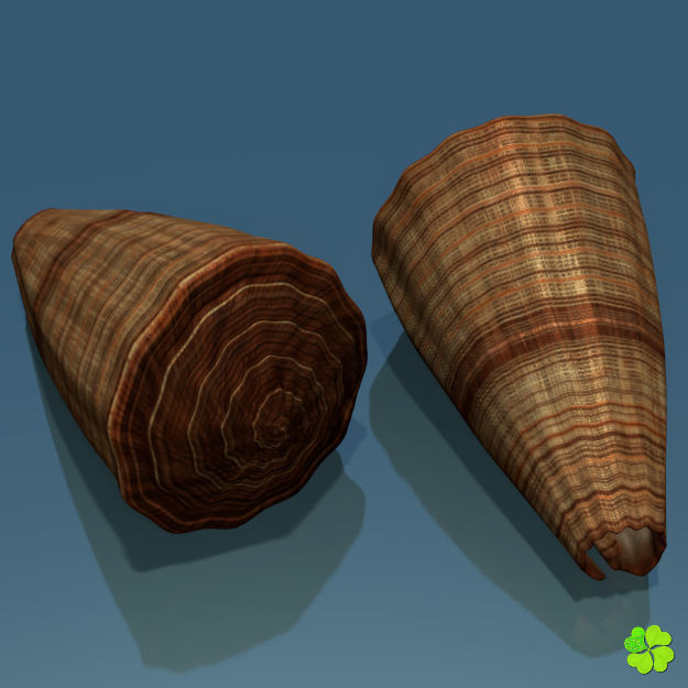 Conus shell low poly Low-poly 3D model_1
