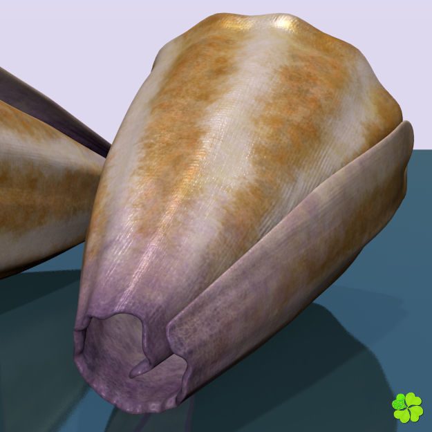 Conus shell low poly Low-poly 3D model_18