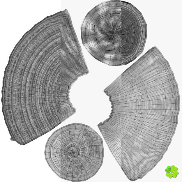 Conus shell low poly Low-poly 3D model_100