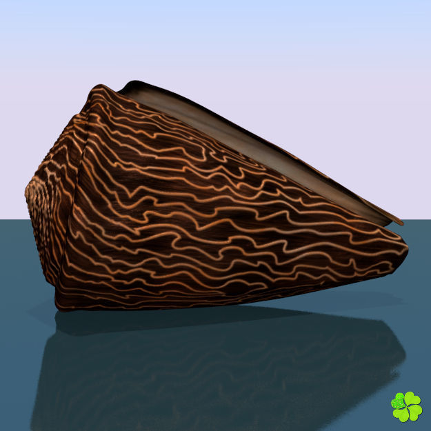 Conus shell low poly Low-poly 3D model_59