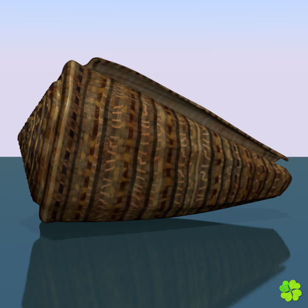 Conus shell low poly Low-poly 3D model_54