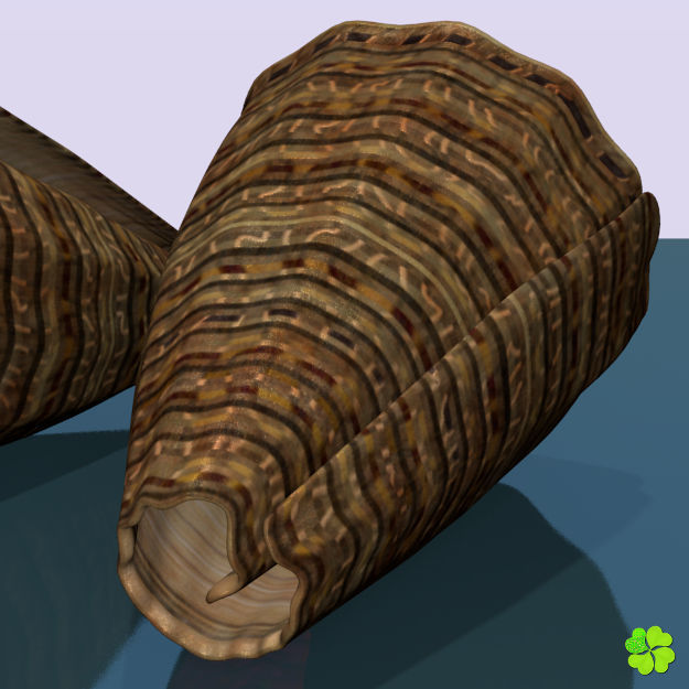 Conus shell low poly Low-poly 3D model_17