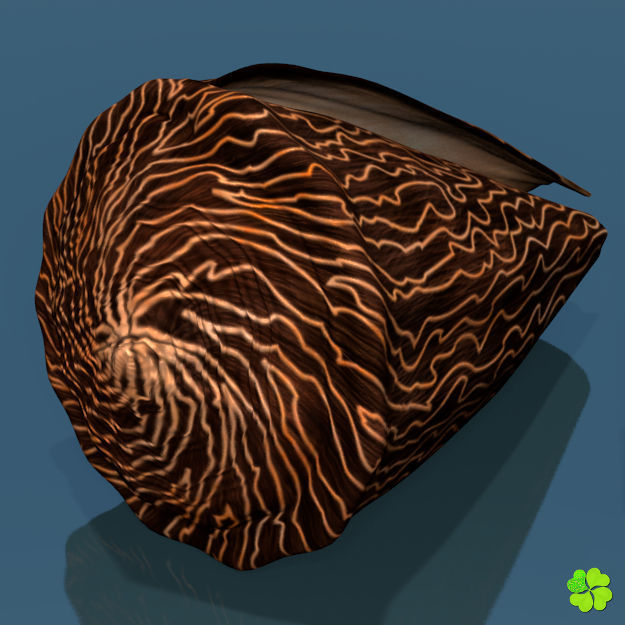 Conus shell low poly Low-poly 3D model_29