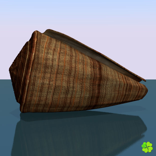 Conus shell low poly Low-poly 3D model_53