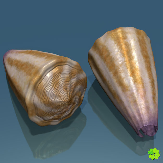 Conus shell low poly Low-poly 3D model_3
