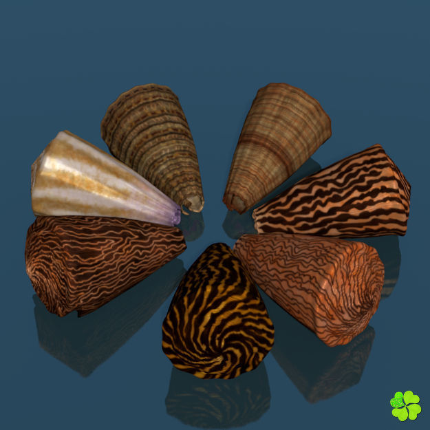 Conus shell low poly Low-poly 3D model_45