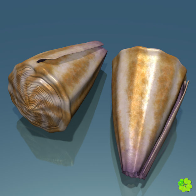 Conus shell low poly Low-poly 3D model_10