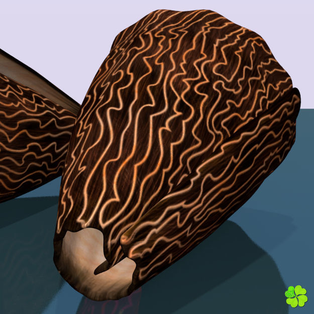 Conus shell low poly Low-poly 3D model_22
