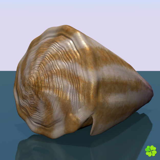 Conus shell low poly Low-poly 3D model_40