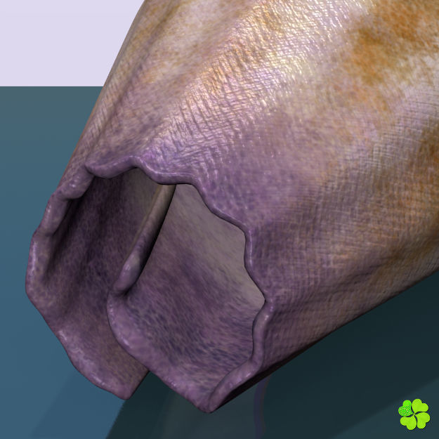 Conus shell low poly Low-poly 3D model_78