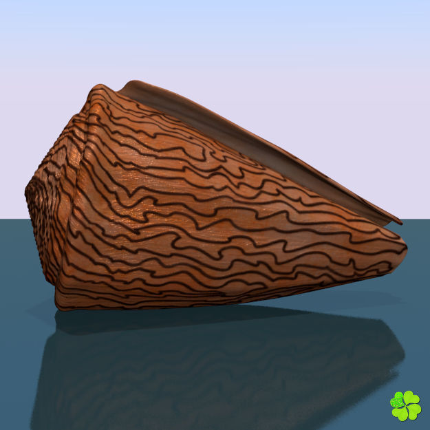 Conus shell low poly Low-poly 3D model_57