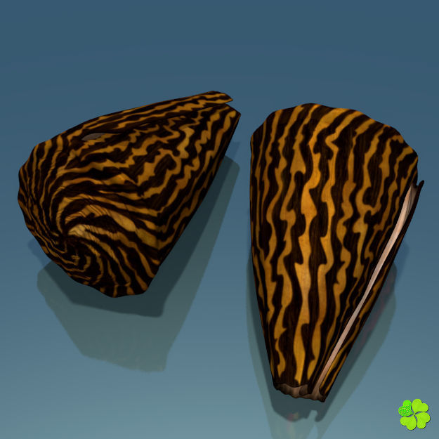 Conus shell low poly Low-poly 3D model_13