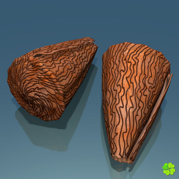 Conus shell low poly Low-poly 3D model_12