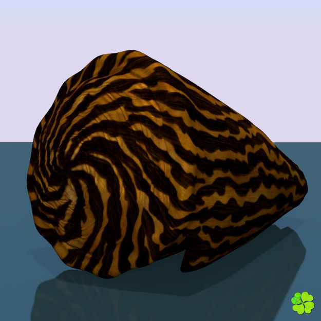 Conus shell low poly Low-poly 3D model_43