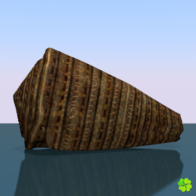 Conus shell low poly Low-poly 3D model_47