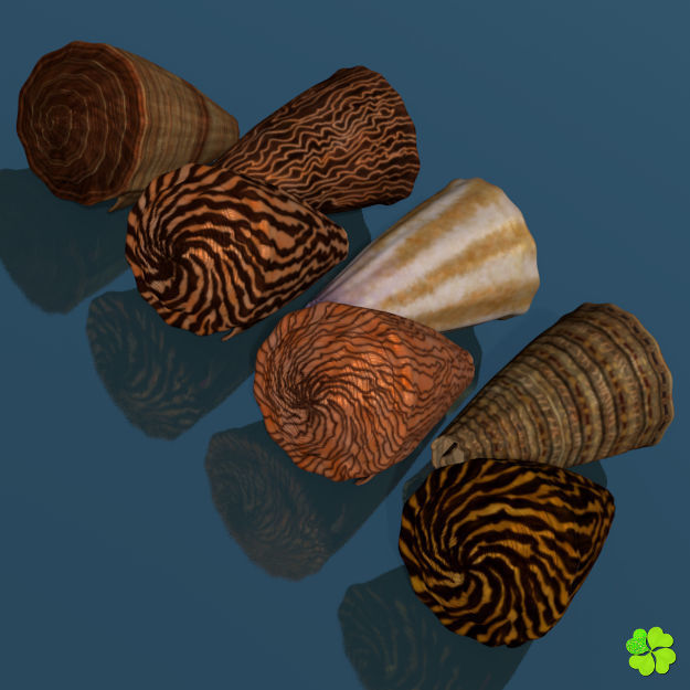 Conus shell low poly Low-poly 3D model_60