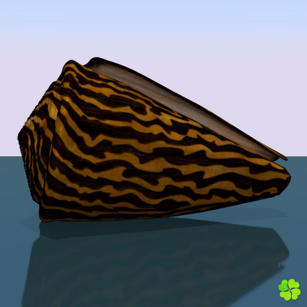 Conus shell low poly Low-poly 3D model_58