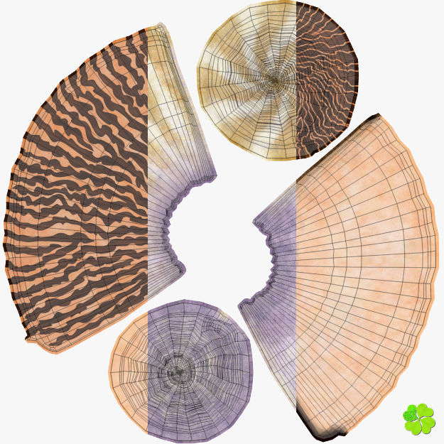 Conus shell low poly Low-poly 3D model_98