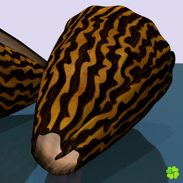 Conus shell low poly Low-poly 3D model_21