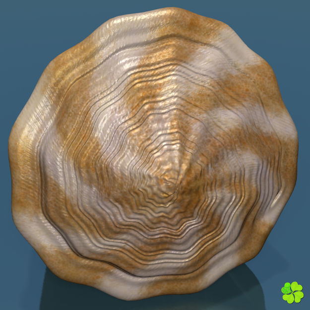 Conus shell low poly Low-poly 3D model_63